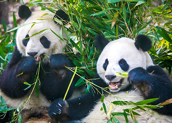 Chimelong Safari Park