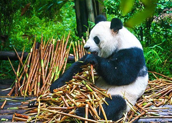 14 Days Beijing - Xi'an - Chengdu - Chongqing - Yangtze River Cruise - Yichang - Shanghai