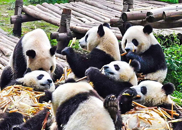 15 Days Beijing - Xi'an - Guilin - Yangshuo - Guilin - Chengdu - Chongqing - Yangtze River Cruise - Yichang - Shanghai