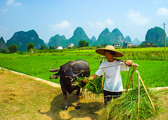 15 Days Beijing - Xi'an - Guilin - Yangshuo - Guilin - Chengdu - Chongqing - Yangtze River Cruise - Yichang - Shanghai